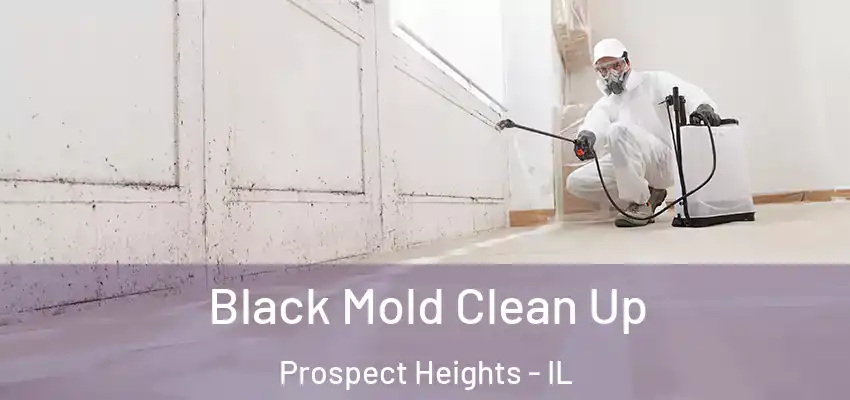  Black Mold Clean Up Prospect Heights - IL