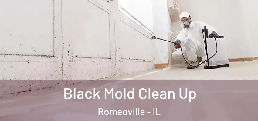 Black Mold Clean Up Romeoville - IL