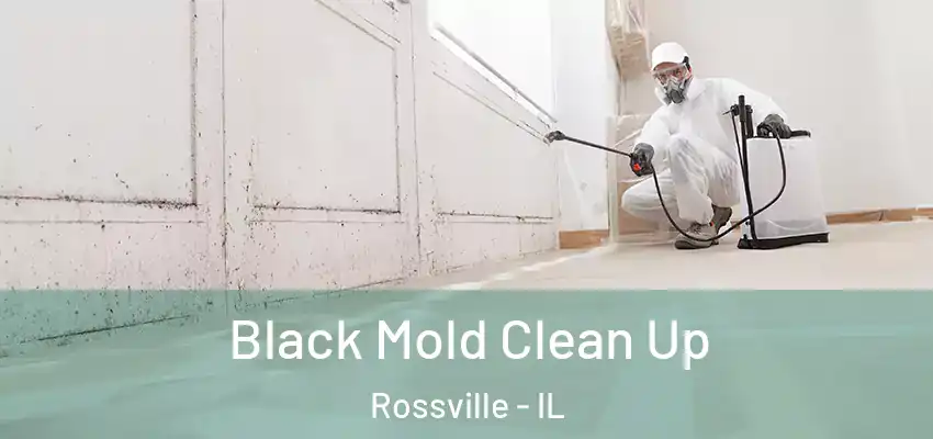 Black Mold Clean Up Rossville - IL