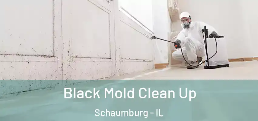 Black Mold Clean Up Schaumburg - IL