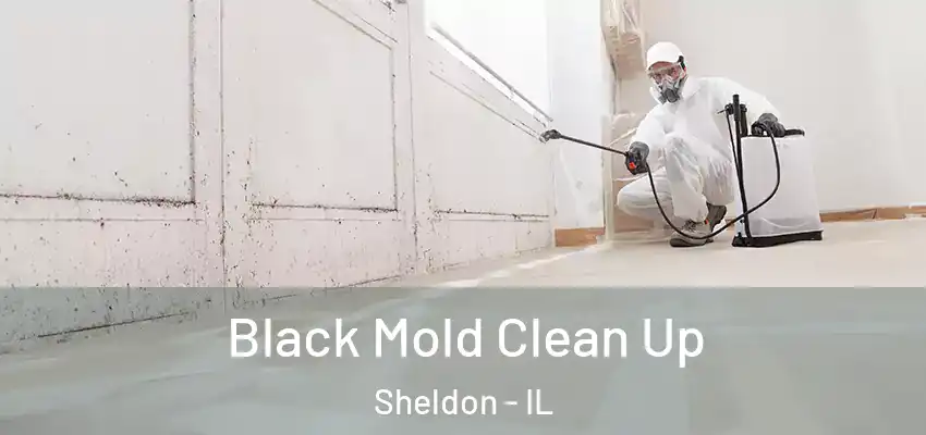Black Mold Clean Up Sheldon - IL