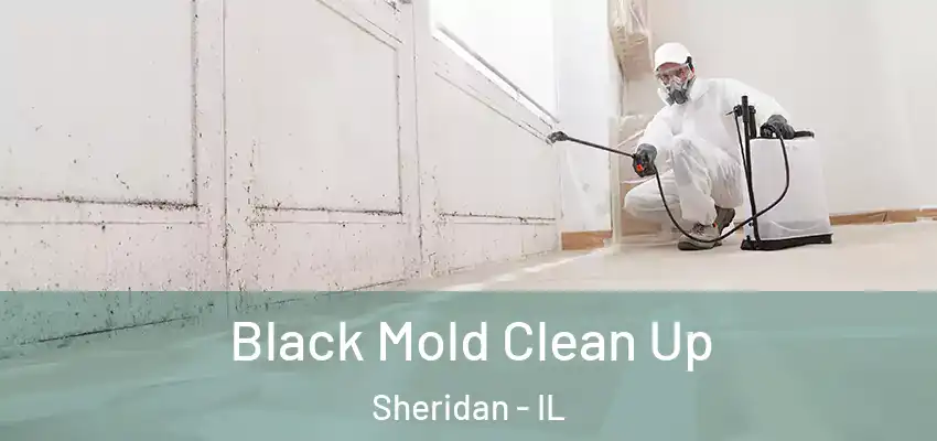 Black Mold Clean Up Sheridan - IL