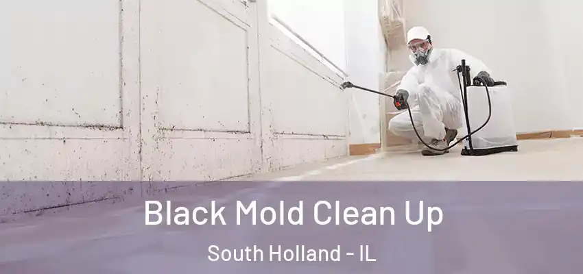 Black Mold Clean Up South Holland - IL