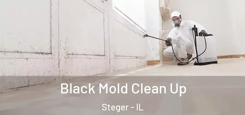 Black Mold Clean Up Steger - IL