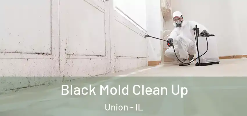 Black Mold Clean Up Union - IL