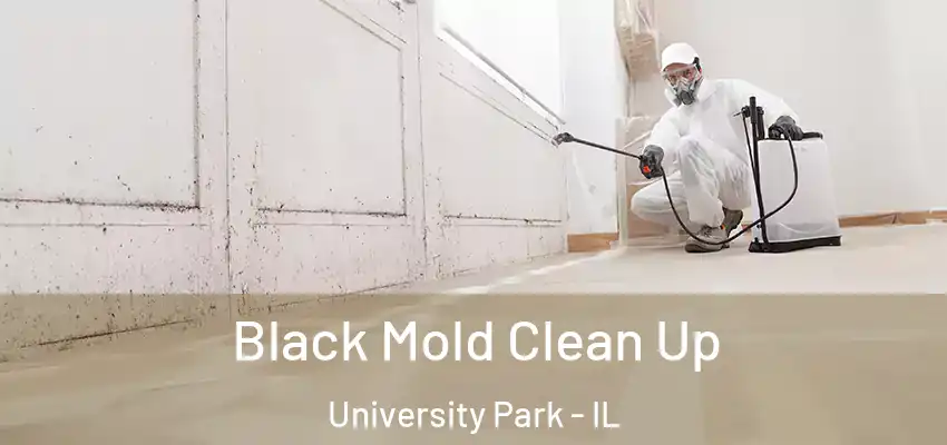  Black Mold Clean Up University Park - IL