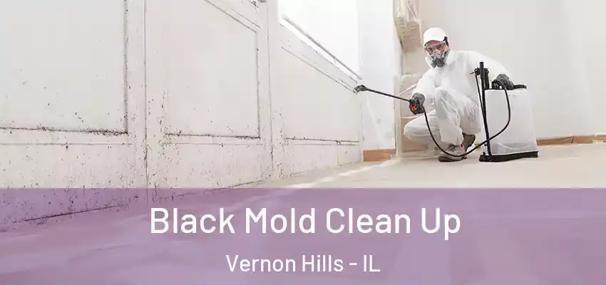  Black Mold Clean Up Vernon Hills - IL