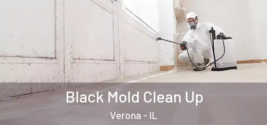  Black Mold Clean Up Verona - IL