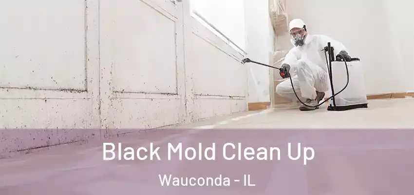 Black Mold Clean Up Wauconda - IL