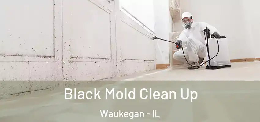Black Mold Clean Up Waukegan - IL