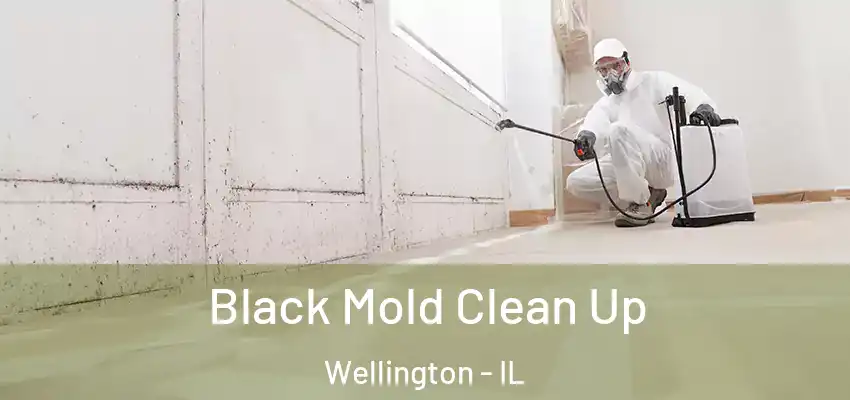 Black Mold Clean Up Wellington - IL