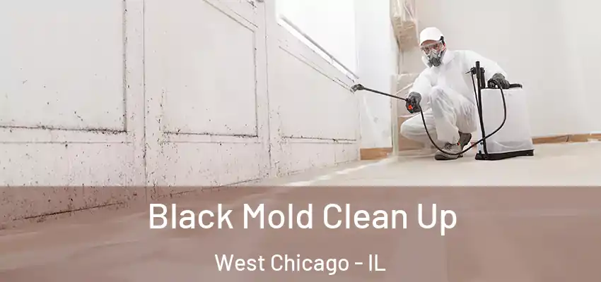 Black Mold Clean Up West Chicago - IL