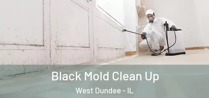 Black Mold Clean Up West Dundee - IL