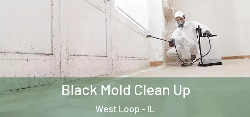Black Mold Clean Up West Loop - IL