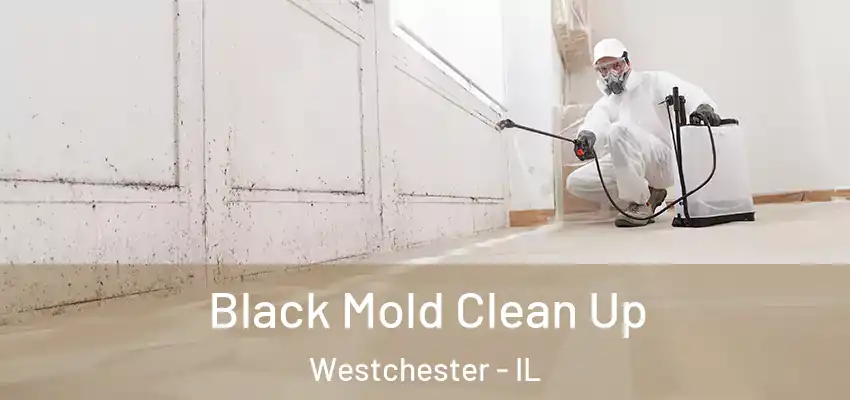 Black Mold Clean Up Westchester - IL