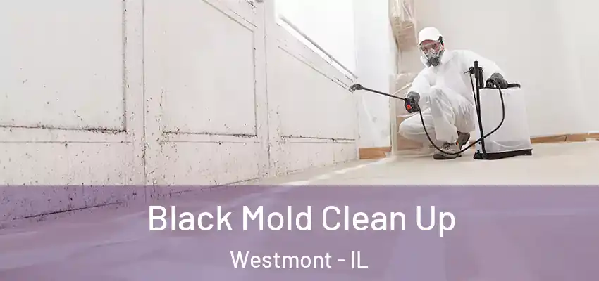Black Mold Clean Up Westmont - IL
