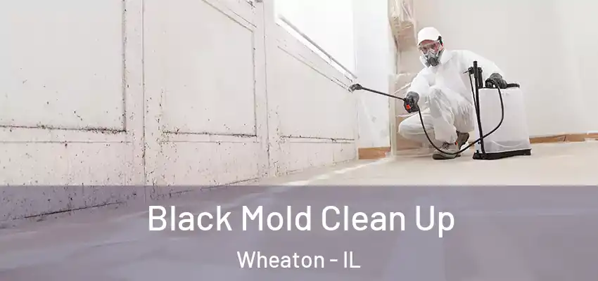  Black Mold Clean Up Wheaton - IL