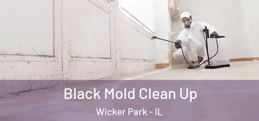 Black Mold Clean Up Wicker Park - IL