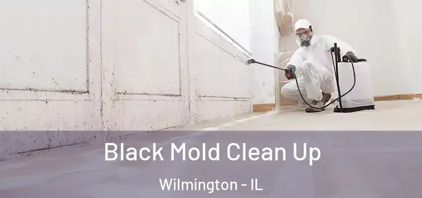 Black Mold Clean Up Wilmington - IL