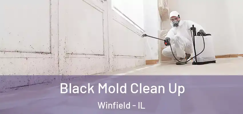 Black Mold Clean Up Winfield - IL