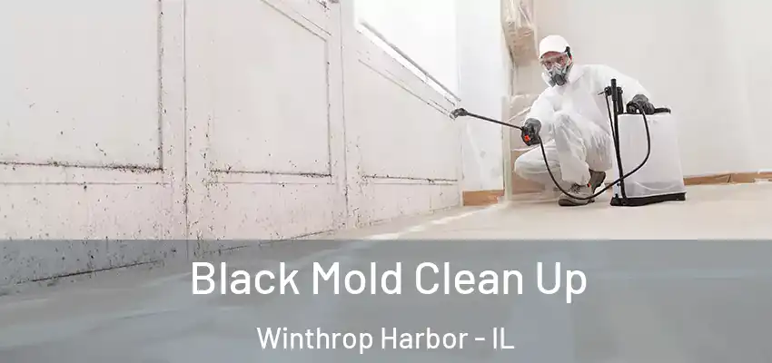 Black Mold Clean Up Winthrop Harbor - IL