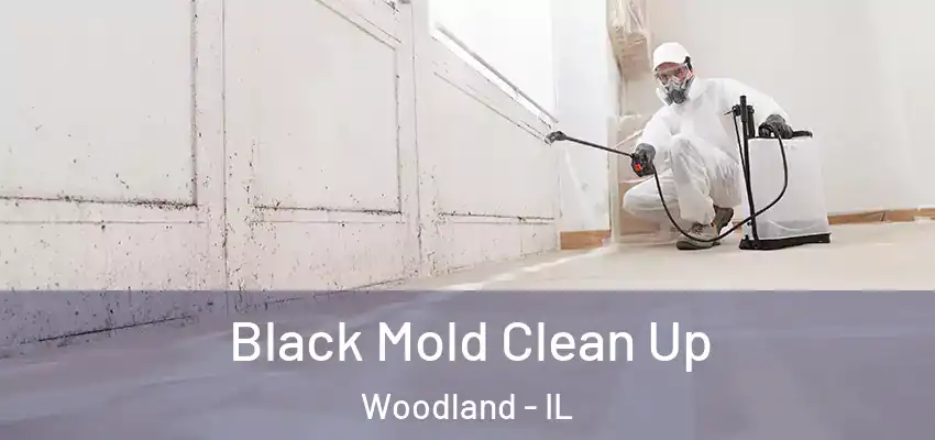  Black Mold Clean Up Woodland - IL
