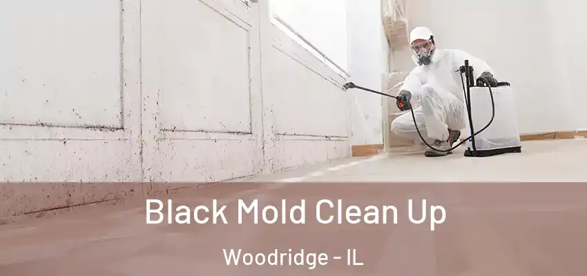 Black Mold Clean Up Woodridge - IL
