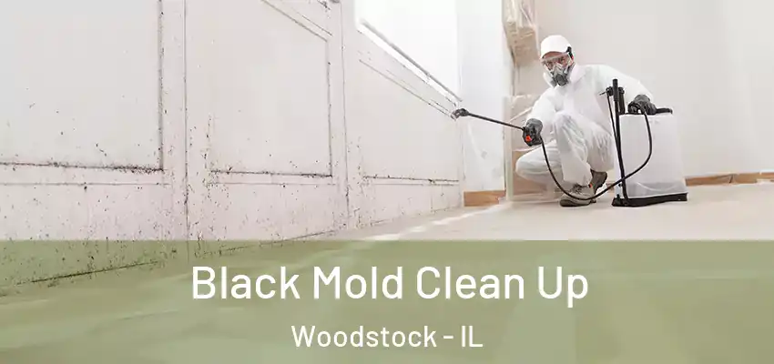 Black Mold Clean Up Woodstock - IL