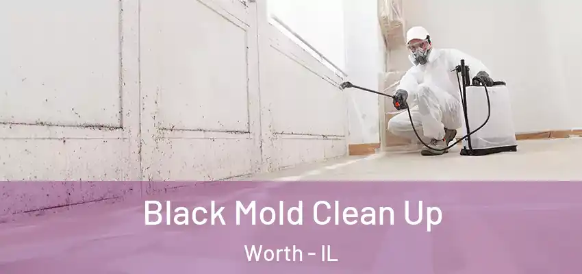  Black Mold Clean Up Worth - IL