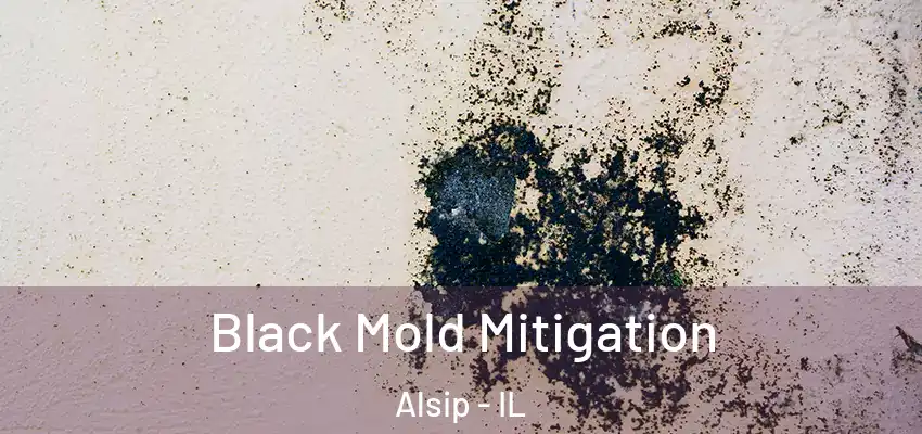  Black Mold Mitigation Alsip - IL