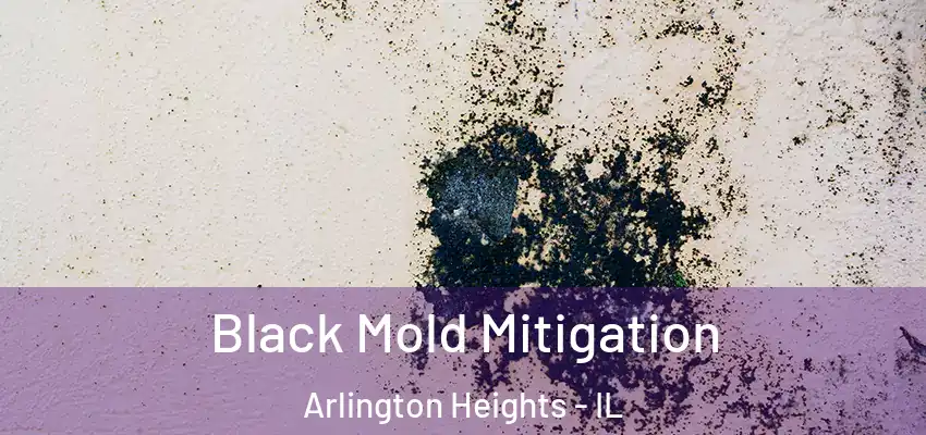 Black Mold Mitigation Arlington Heights - IL