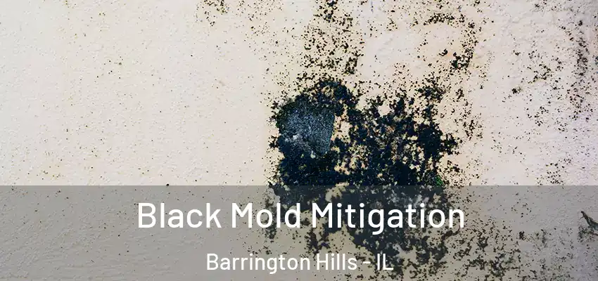 Black Mold Mitigation Barrington Hills - IL