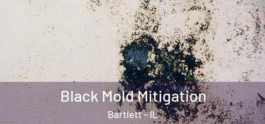  Black Mold Mitigation Bartlett - IL