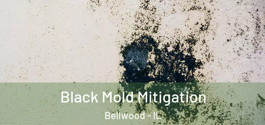  Black Mold Mitigation Bellwood - IL