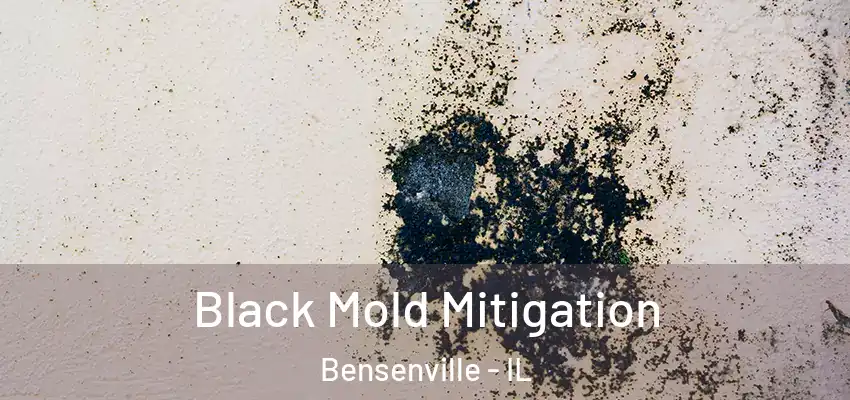  Black Mold Mitigation Bensenville - IL