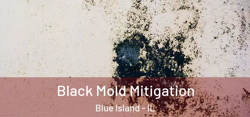 Black Mold Mitigation Blue Island - IL