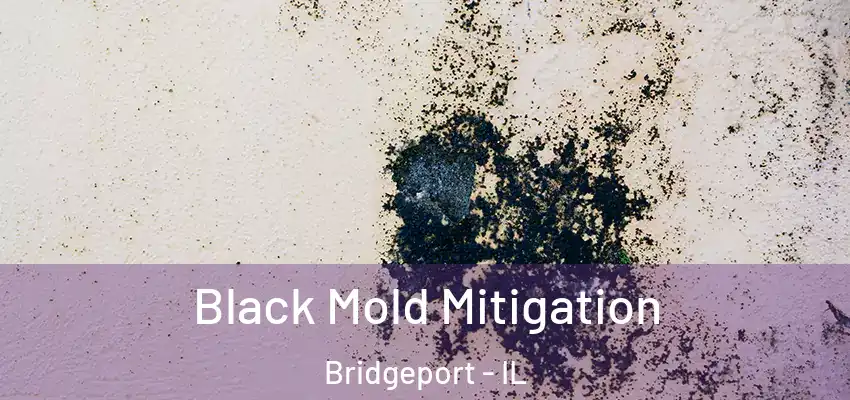  Black Mold Mitigation Bridgeport - IL