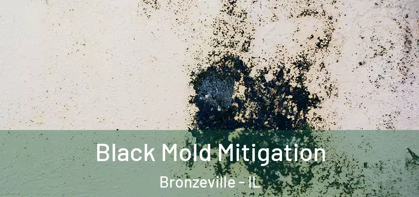  Black Mold Mitigation Bronzeville - IL