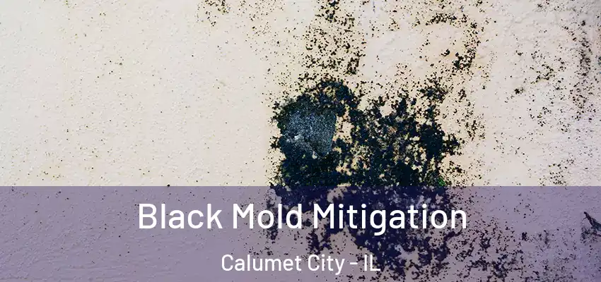 Black Mold Mitigation Calumet City - IL