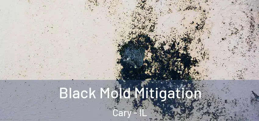  Black Mold Mitigation Cary - IL
