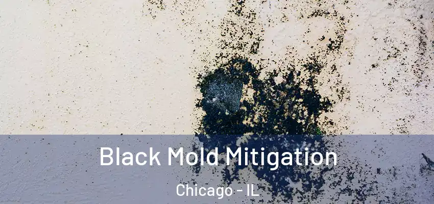  Black Mold Mitigation Chicago - IL