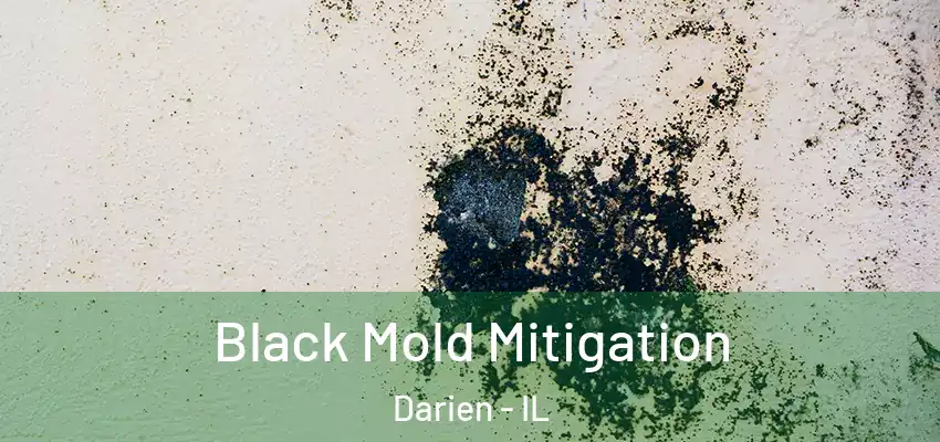  Black Mold Mitigation Darien - IL