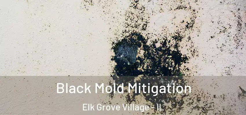  Black Mold Mitigation Elk Grove Village - IL