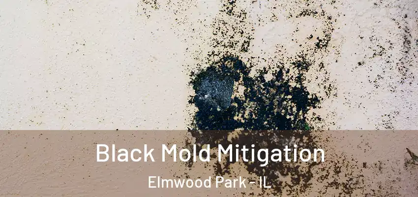 Black Mold Mitigation Elmwood Park - IL