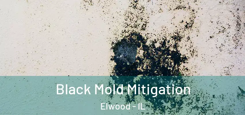 Black Mold Mitigation Elwood - IL