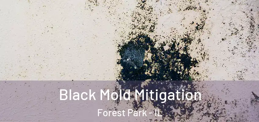 Black Mold Mitigation Forest Park - IL