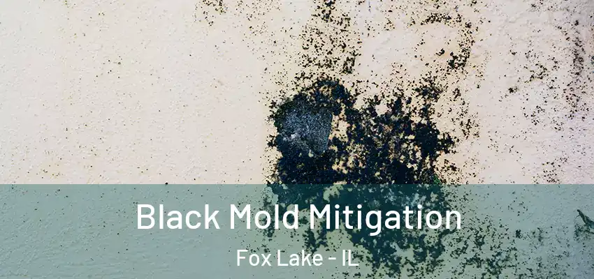  Black Mold Mitigation Fox Lake - IL