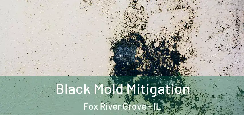  Black Mold Mitigation Fox River Grove - IL
