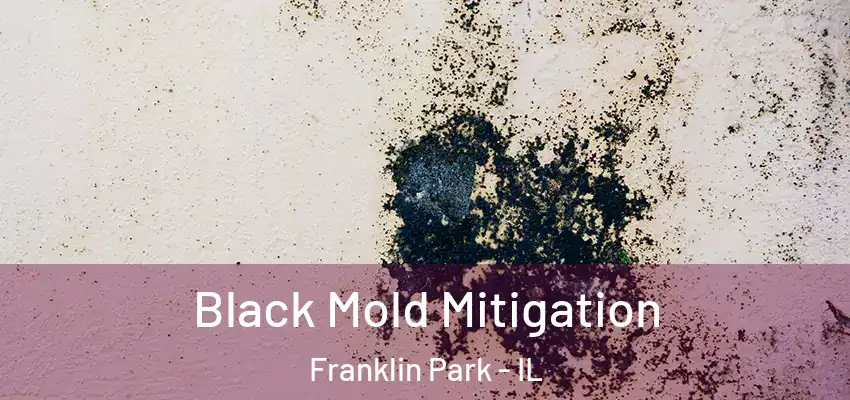  Black Mold Mitigation Franklin Park - IL