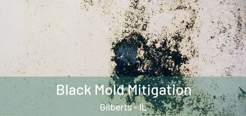  Black Mold Mitigation Gilberts - IL